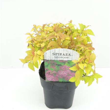 Spiraea Jap Goldflame