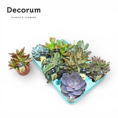 Succulent Mix (decorum)