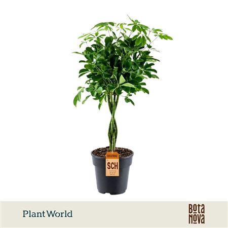 Schefflera Compacta Nora Twisted