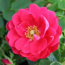 Роза парковая Джордж Ванкувер