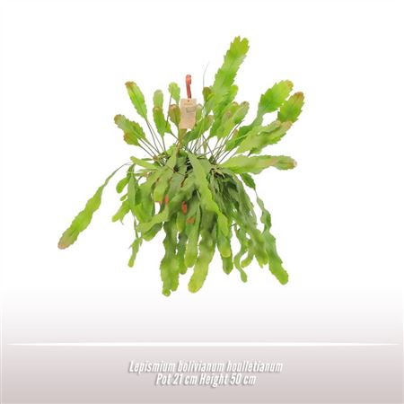 Lepismium Bolivianum Houlletianum Hanging Pot