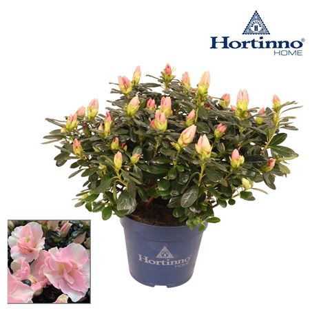 Azalea Hortinno Cherry Blossom