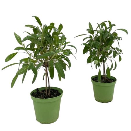 Salvia Officinalis On Stem