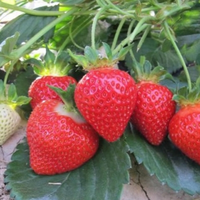 Земляника Теа