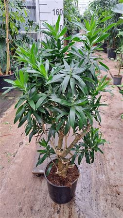 Drac Reflexa Pleomele Branched