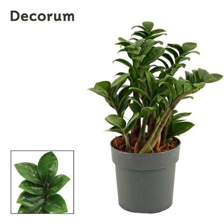 Zamioculcas Zenzi (decorum)