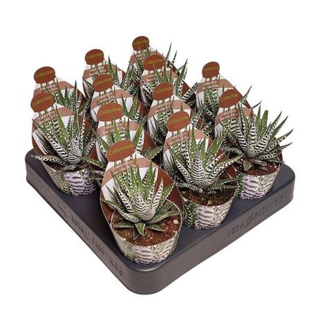 Haworthia Fasciata Alba Potcover