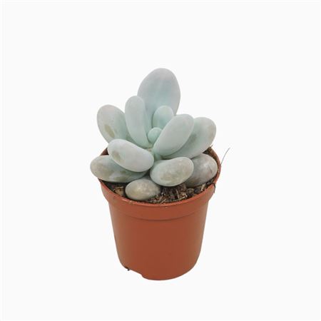 Pachyphytum
