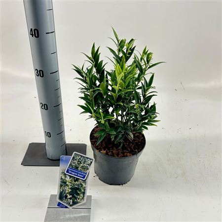 Sarcococca Ruscifolia Dragon Gate