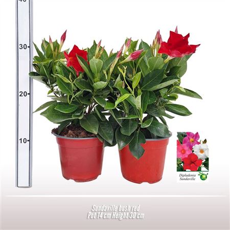 Mandevilla Red Bush