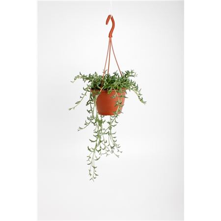 Senecio Dolphins Hangpot