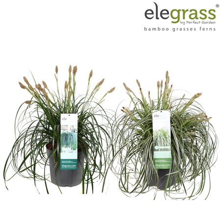 Carex Mix Shelf