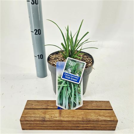 Carex Irish Green