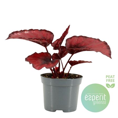 Begonia Red Kiss