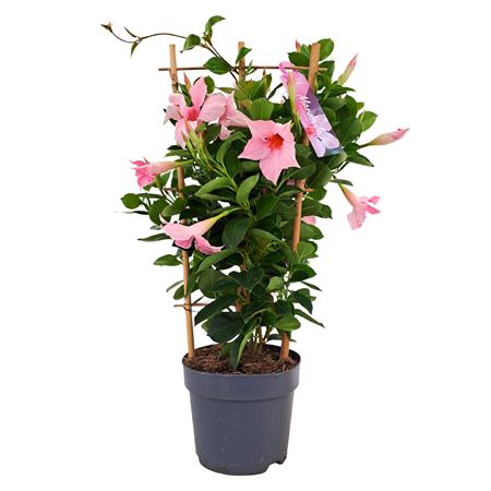 Mandevilla Cream Pink On Reck