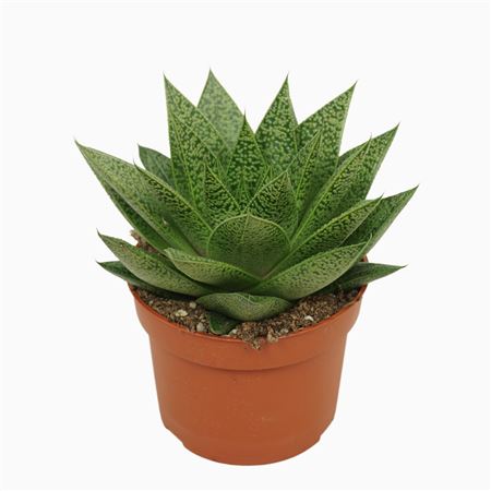 Gasteria D'tiga