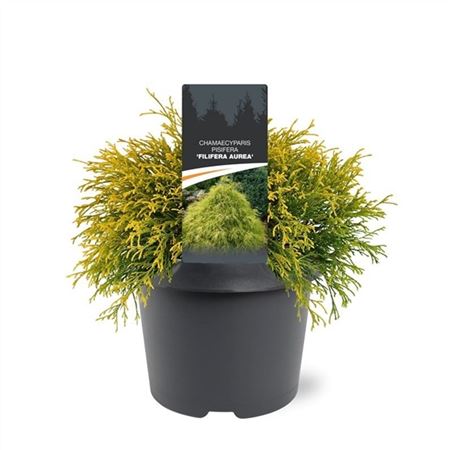 Chamaecyparis Pis Filifera Aurea