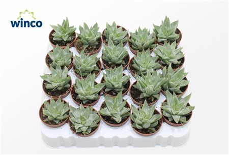Haworthia Retusa White Ghost