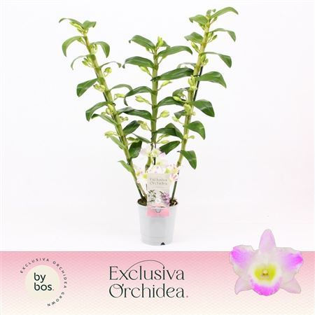 Den Nob 3st Pandora Exclusiva Orchidea