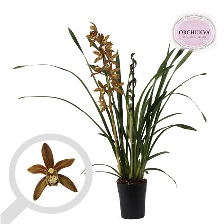 Cymbidium 2st Brown