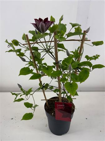 Clematis Boulevard Red