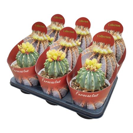 Ferocactus Glaucescens Inermis
