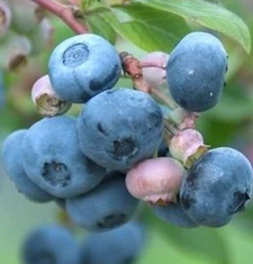 Голубика высокорослая Торо