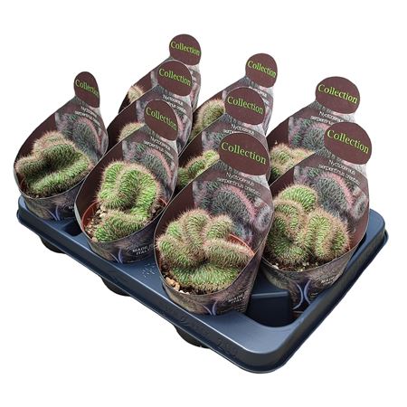 Nyctocereus Serpentinus Crestato Potcover