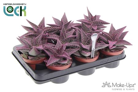 Gasteria Aveo Make Upz Roze