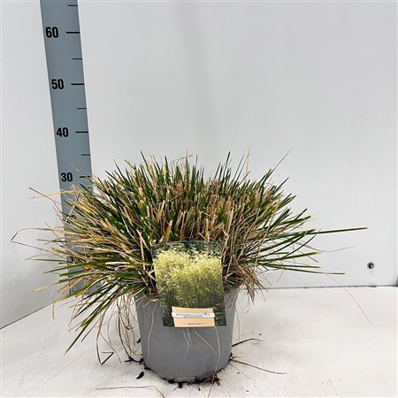 Deschampsia Cespitosa Goldschleier