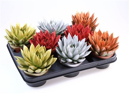 Echeveria Miranda Glitter Mix