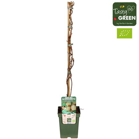 Actinidia Deliciosa Jenny Bio