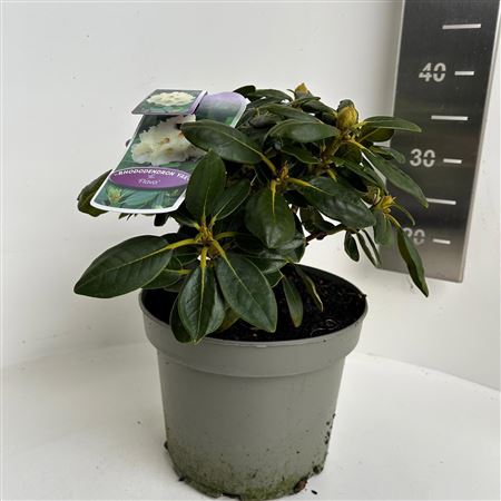 Rhodo (y) Flava