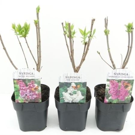 Syringa Vulgaris Mix