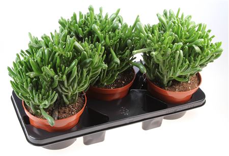 Crassula Hobbit