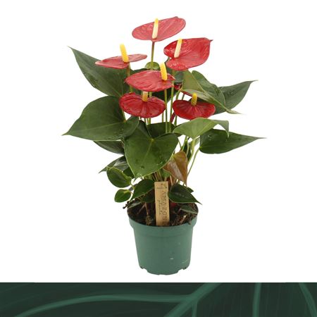 Anth An Aroha 5+ (amazone)