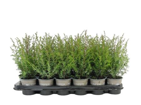 Juniperus Comm Suecica