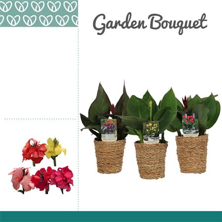 Canna Cannova Mix In Basket Ruby