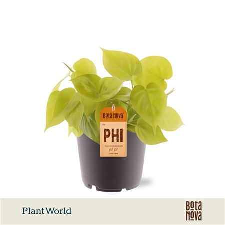 Philodendron Scandens Micans Lime