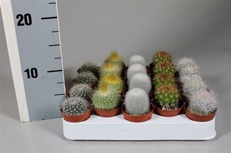 Cactus Mix Luxe Bollenmix On Row