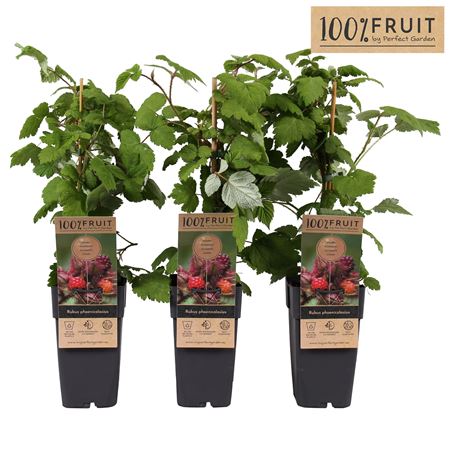 Rubus Phoenicolasius
