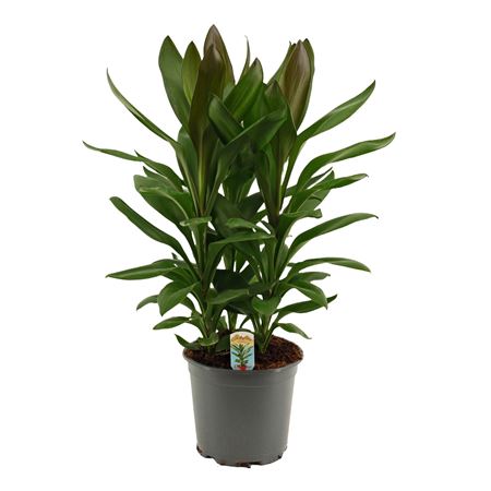 Cordyline Glauca 3pp