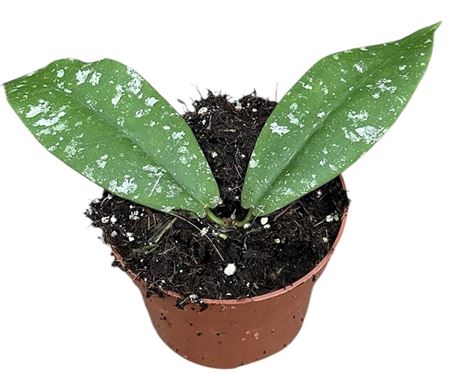 Hoya Mitrata Splash