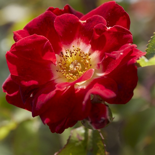 Роза парковая Рут