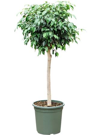 Ficus Benjamina 'danielle'
