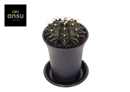 Gymno Cactus Green