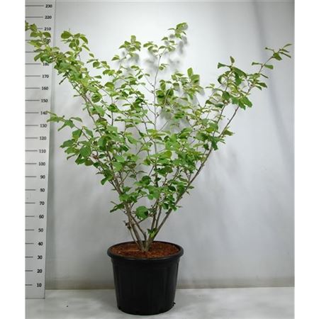 Hamamelis Int Westerstede