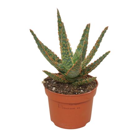 Aloe Zebrina Dannyz