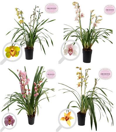 Cymbidium 3st Italië Mix