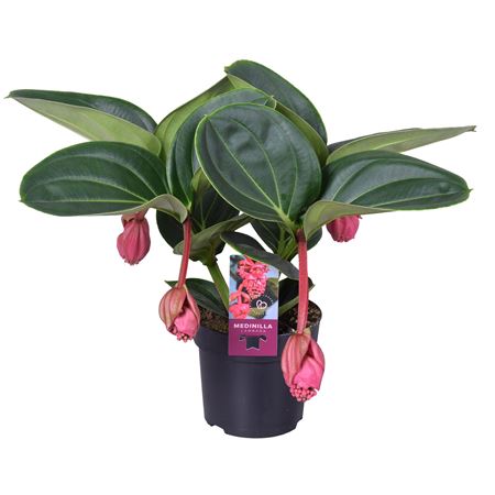 Medinilla Magnifica Lambada 2 Etage 4+